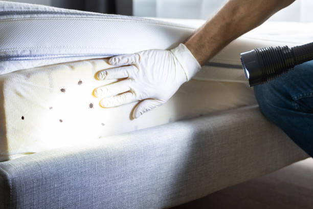 Best Flea Control Services  in Jackson, AL